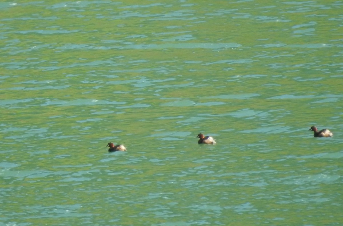 Little Grebe - ML616868982