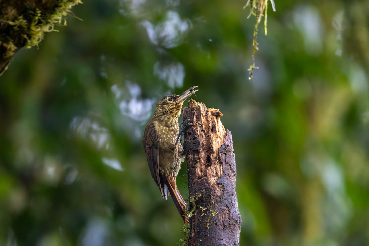Spotted Woodcreeper - ML616869006
