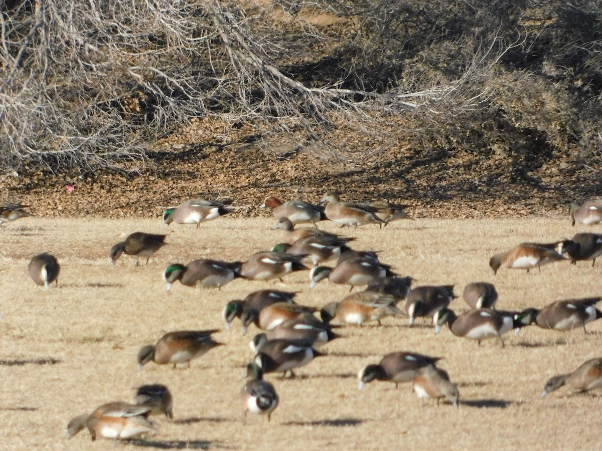 Eurasian Wigeon - ML616869014