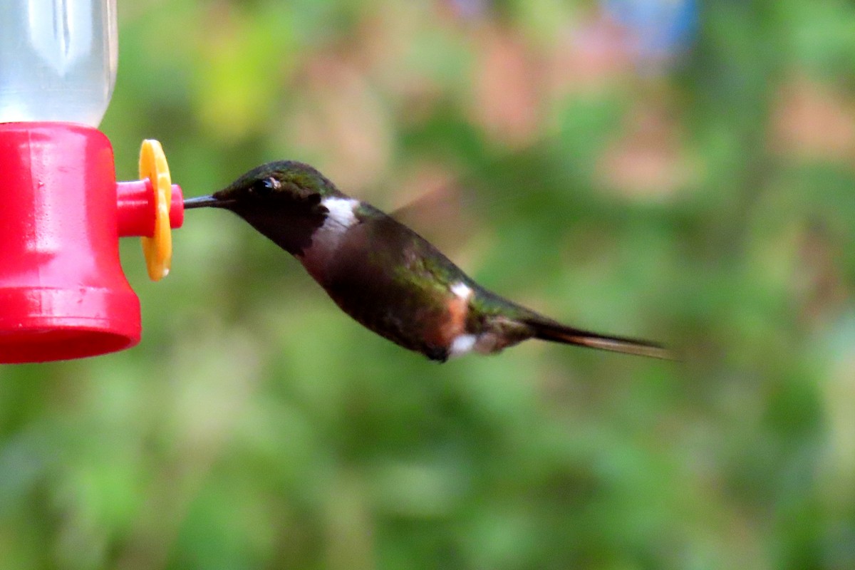 Magenta-throated Woodstar - Margaret Higbee