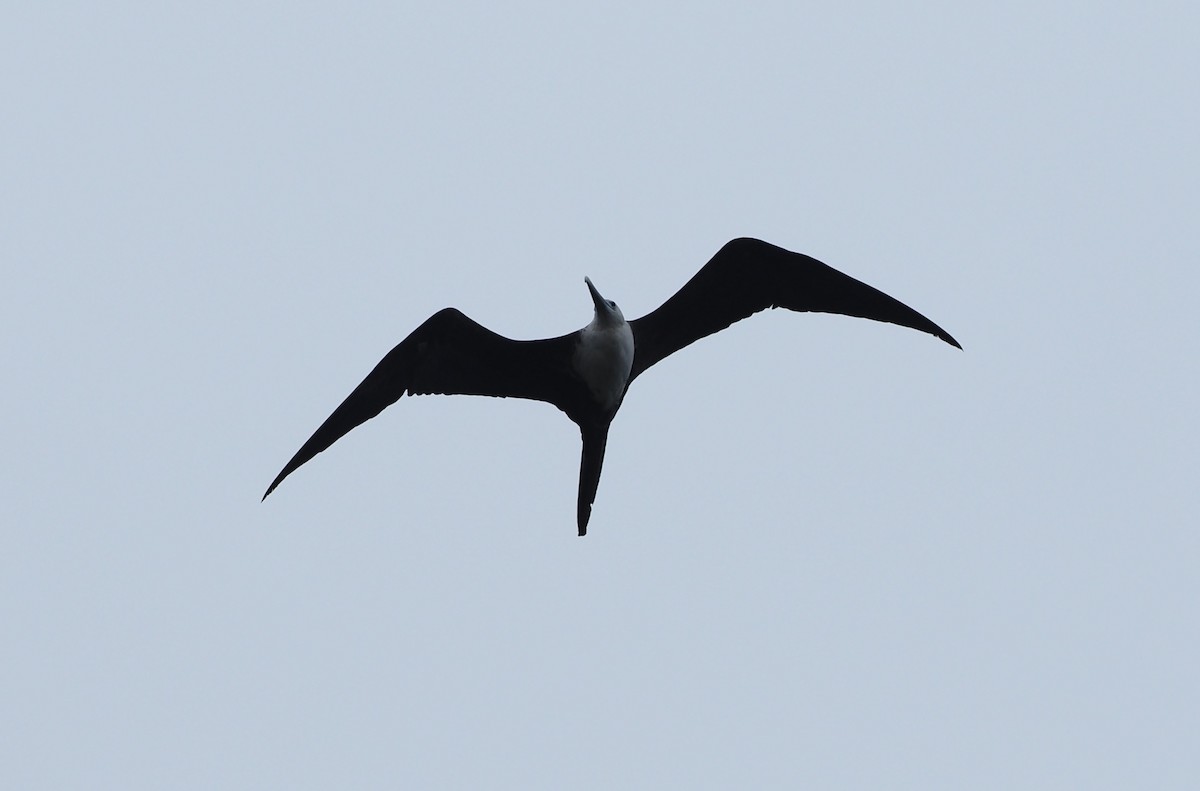 Magnificent Frigatebird - ML616869139