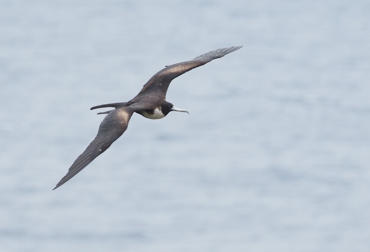 Magnificent Frigatebird - ML616869140