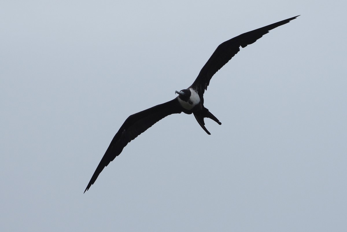 Magnificent Frigatebird - ML616869141