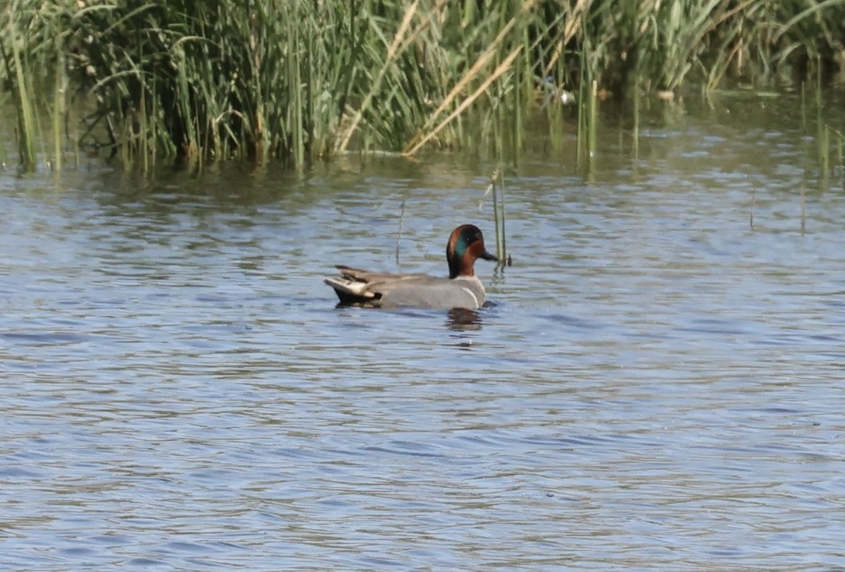 Green-winged Teal - ML616869145