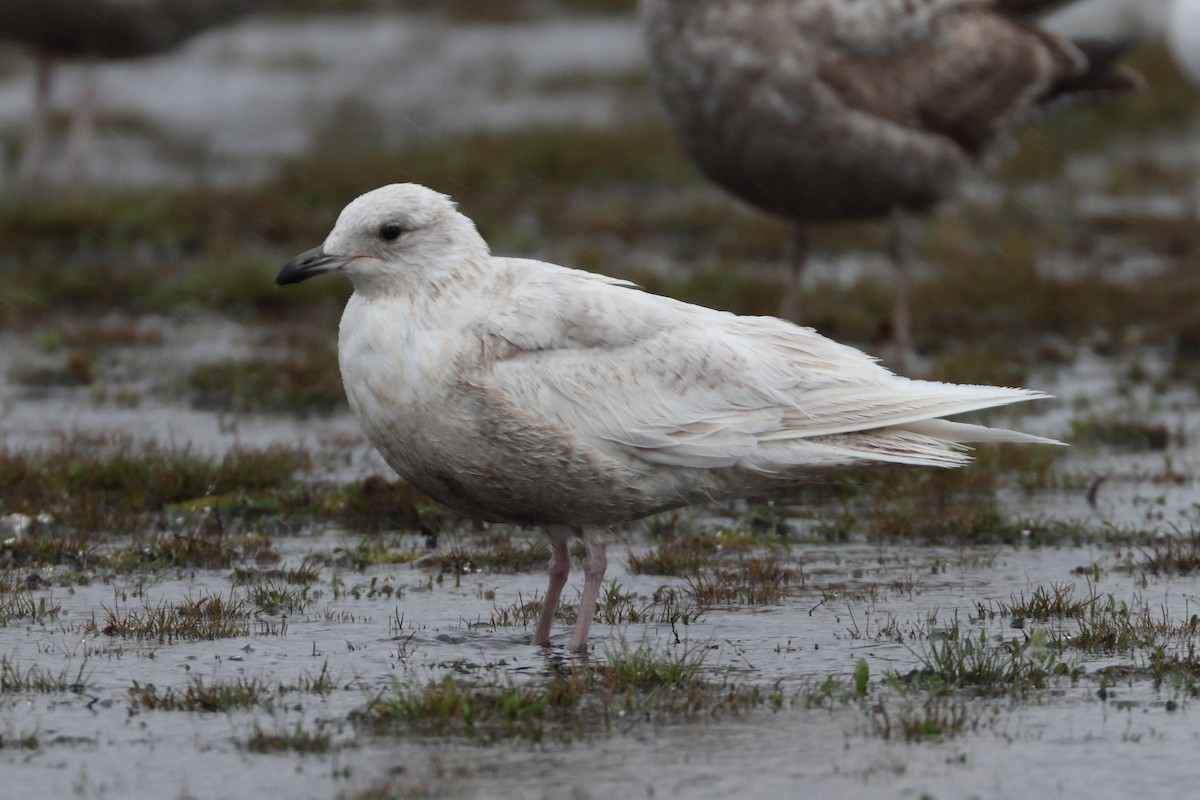 Iceland Gull - Seth Wollney