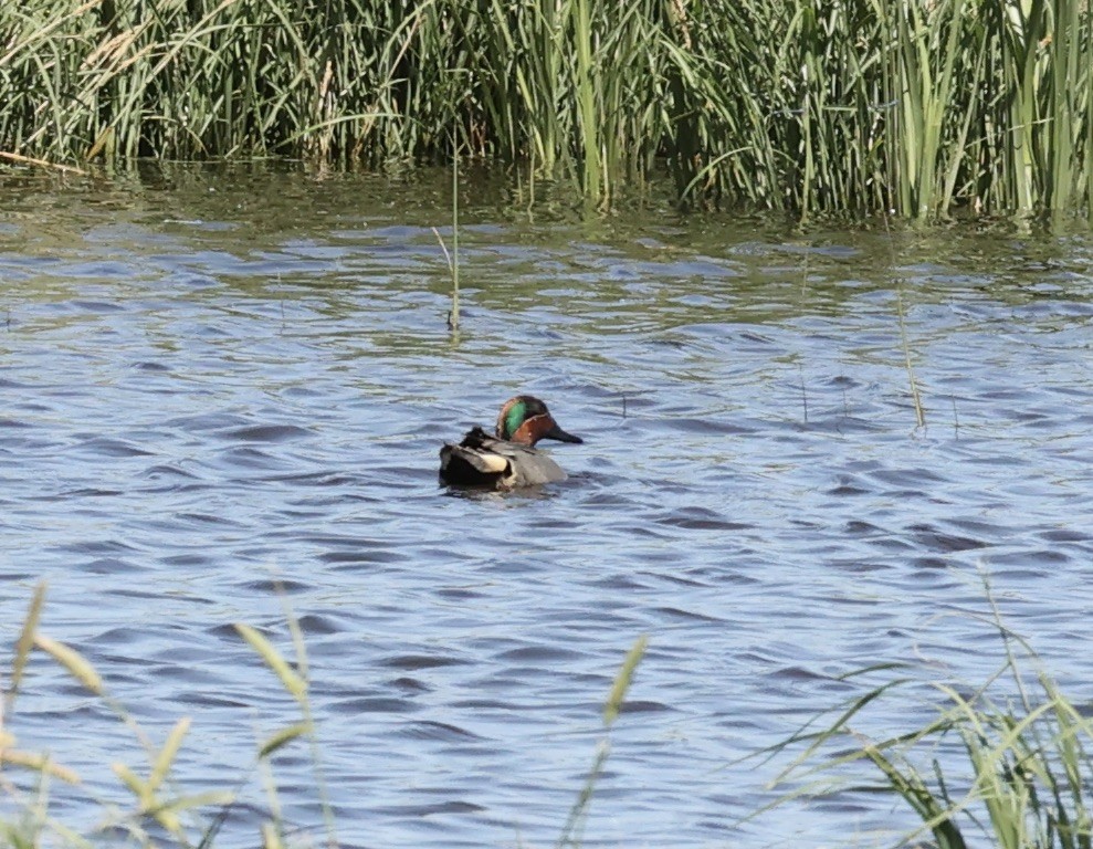 Green-winged Teal - ML616869147