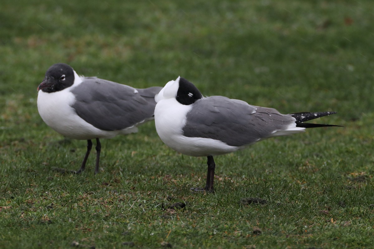 Laughing Gull - Seth Wollney