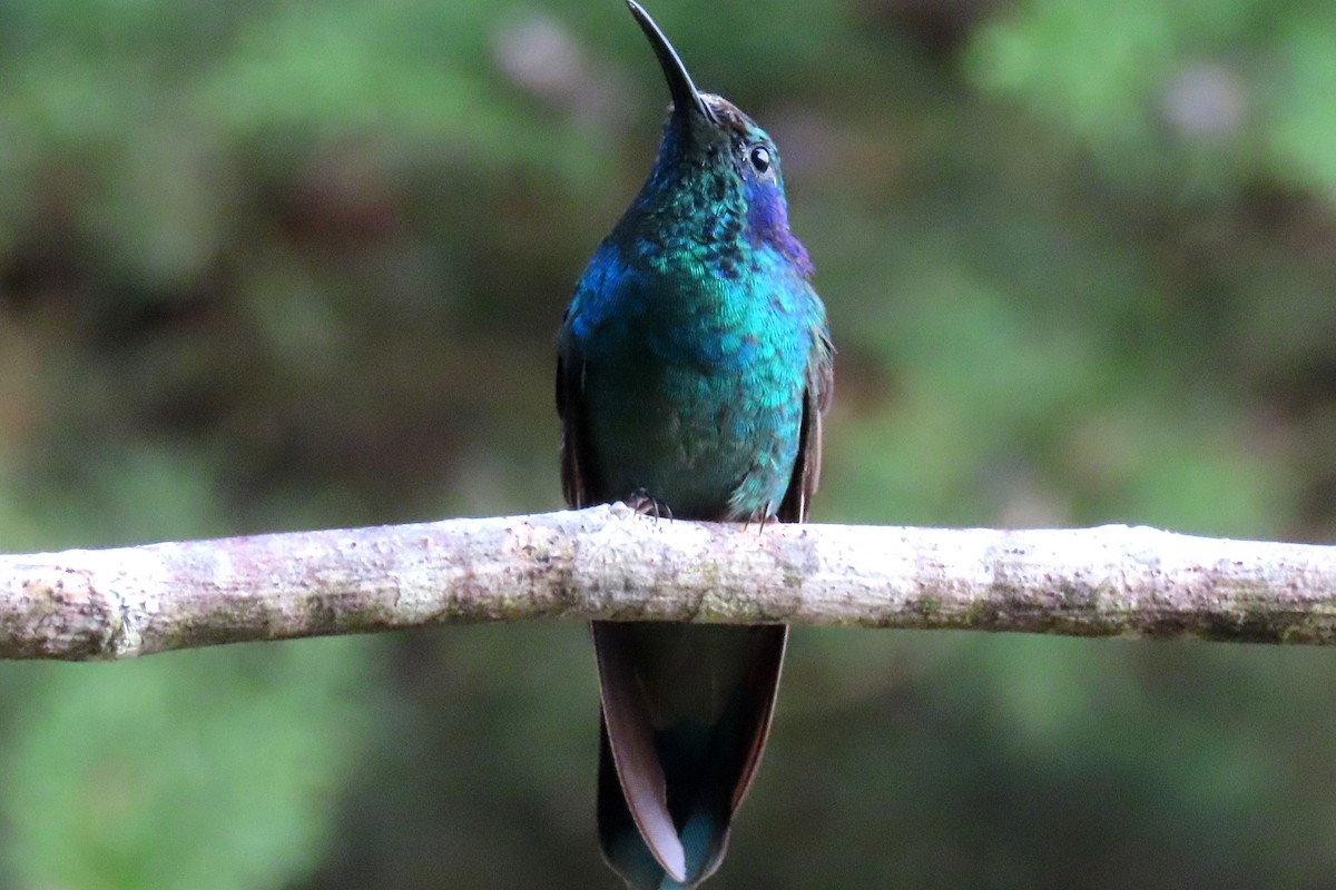 kolibřík modrouchý - ML616869206