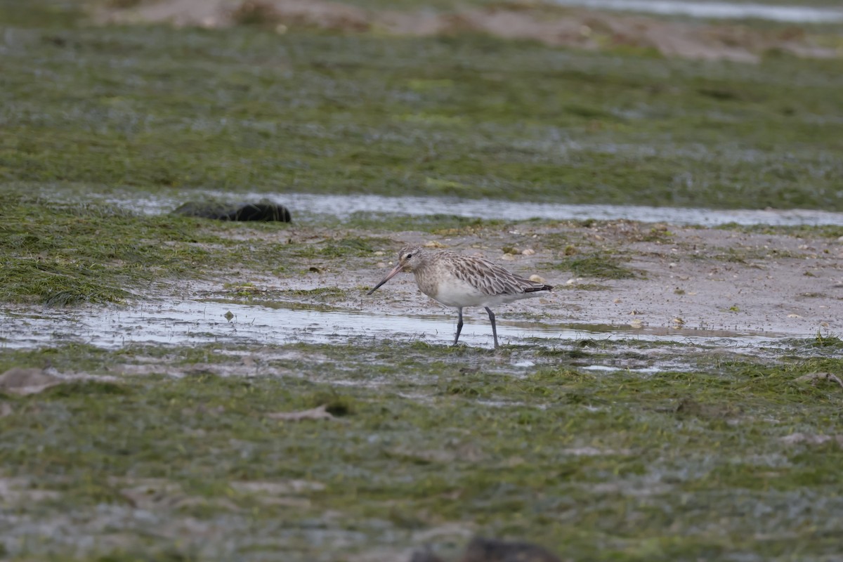 Bar-tailed Godwit - ML616869224