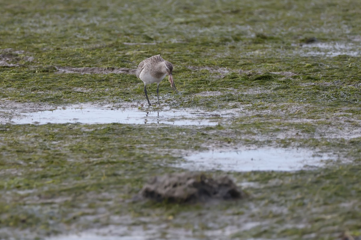 Bar-tailed Godwit - ML616869225