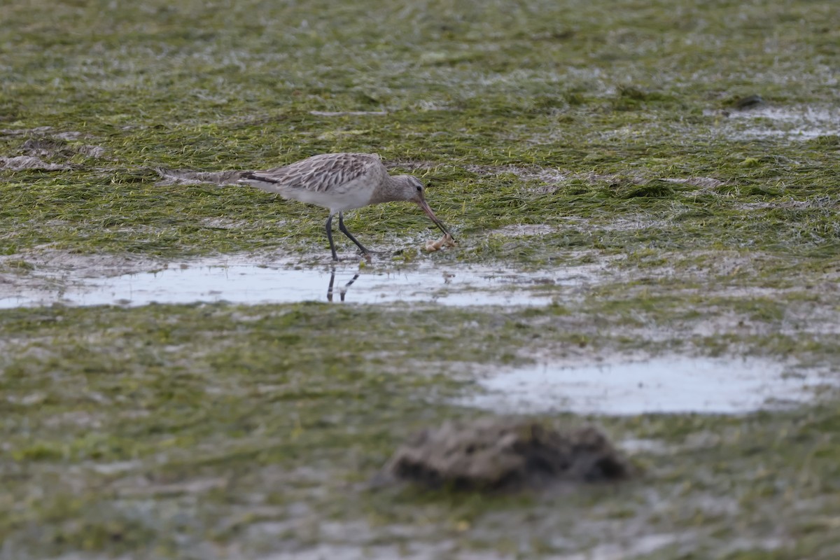 Bar-tailed Godwit - ML616869226