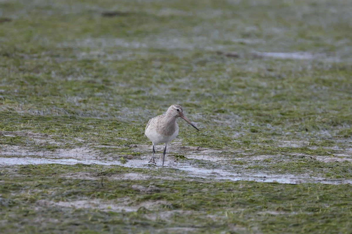 Bar-tailed Godwit - ML616869230