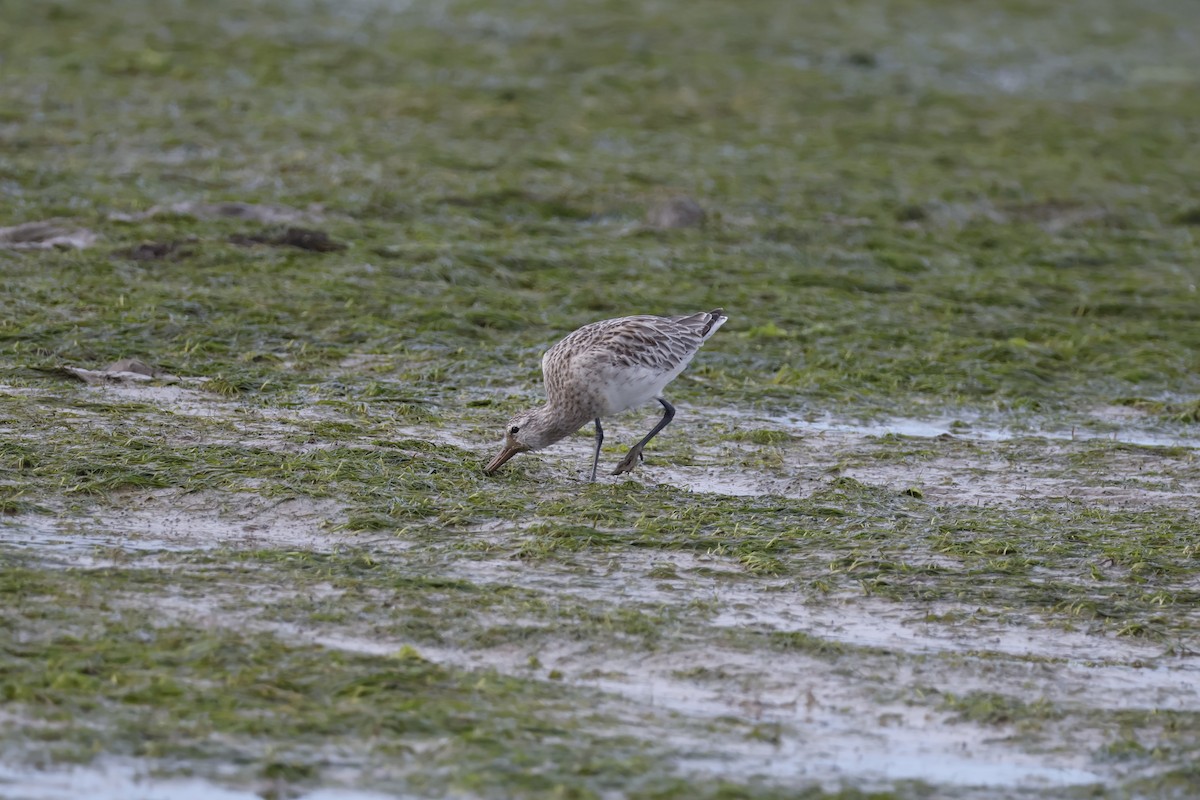 Bar-tailed Godwit - ML616869232