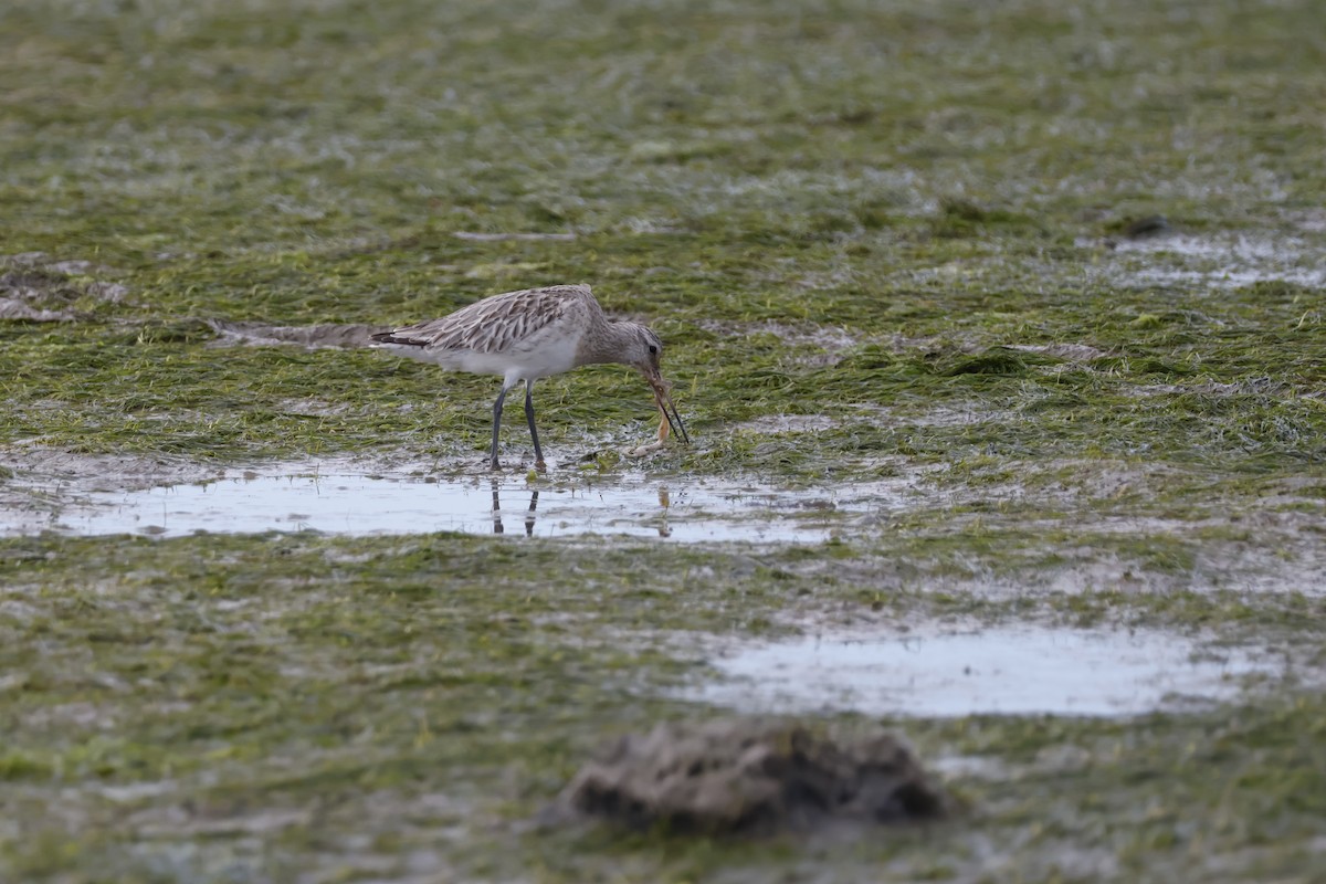 Bar-tailed Godwit - ML616869253