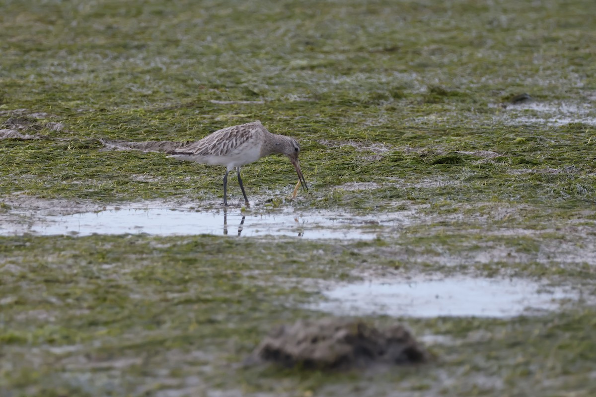 Bar-tailed Godwit - ML616869256