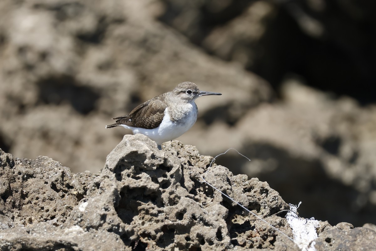 Common Sandpiper - ML616869261