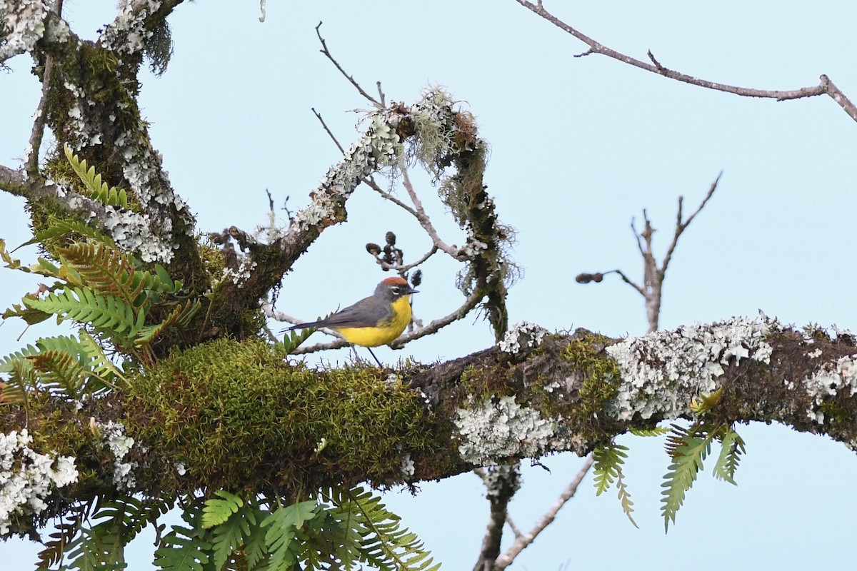 Brown-capped Redstart - ML616869264