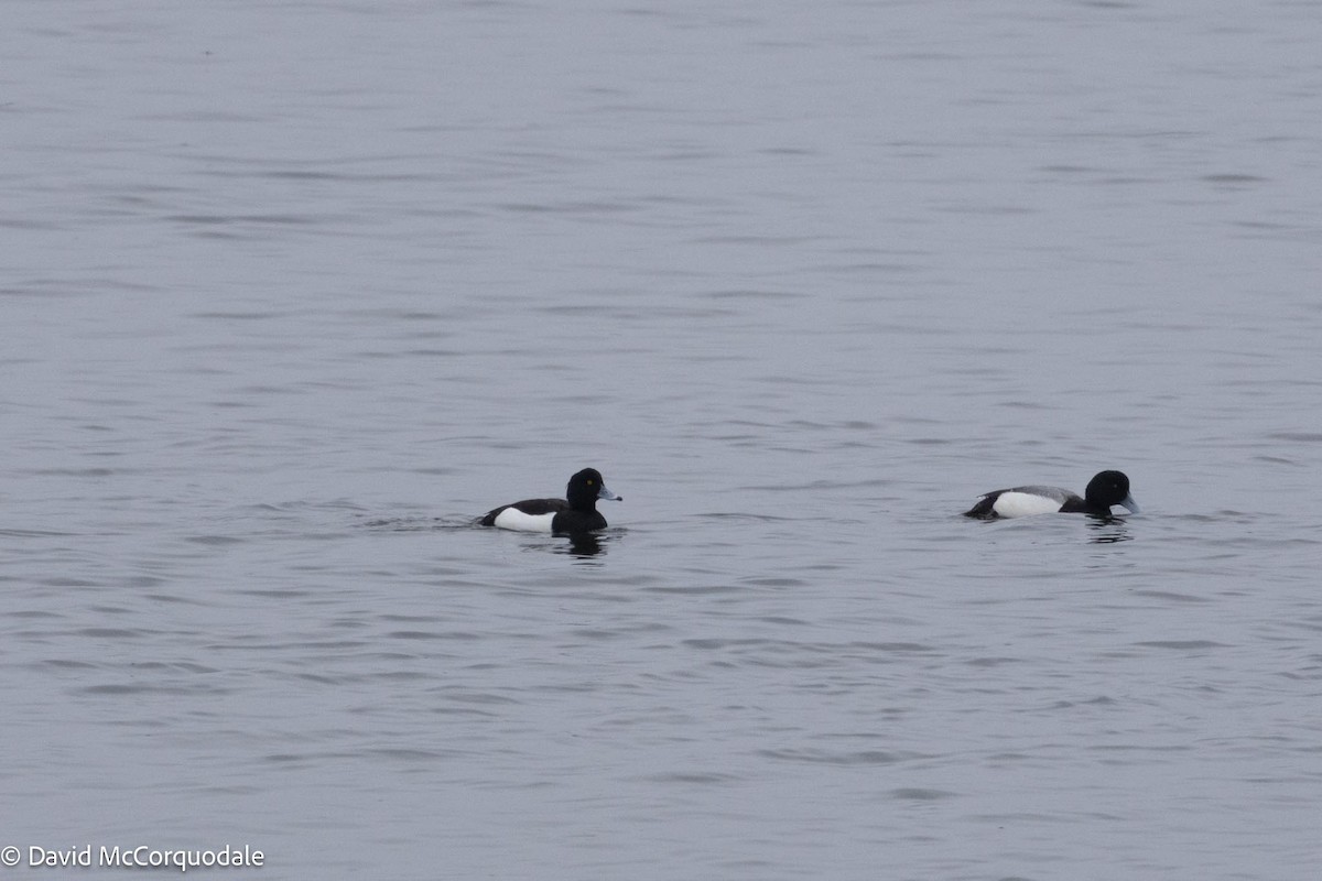Tufted Duck - ML616869280