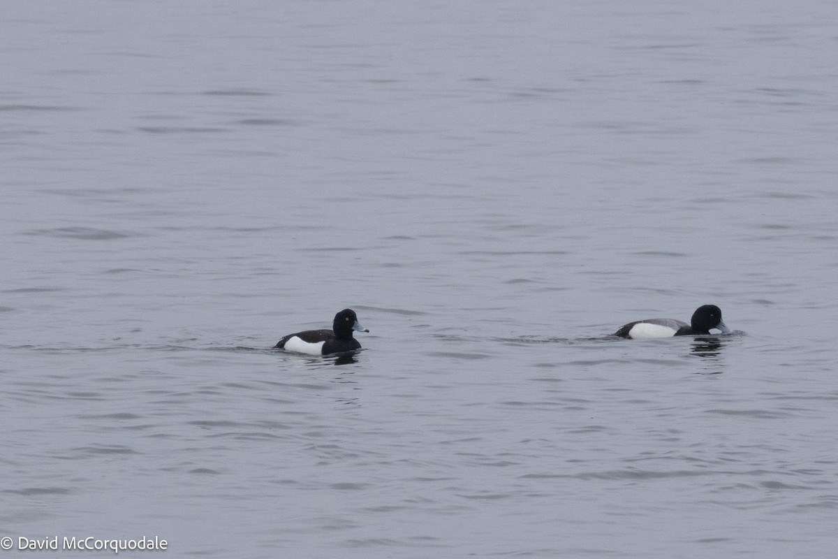 Tufted Duck - ML616869281