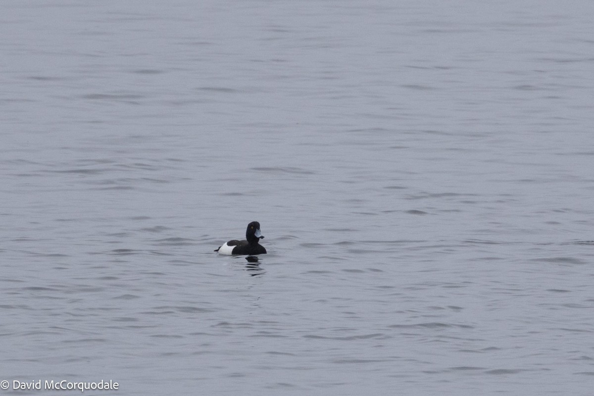 Tufted Duck - ML616869282