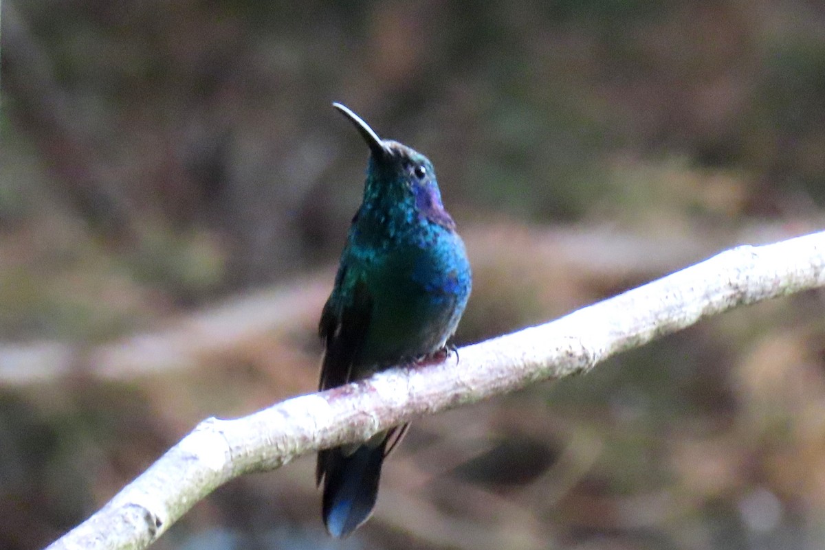 Colibrí Oreja Violeta Menor - ML616869286