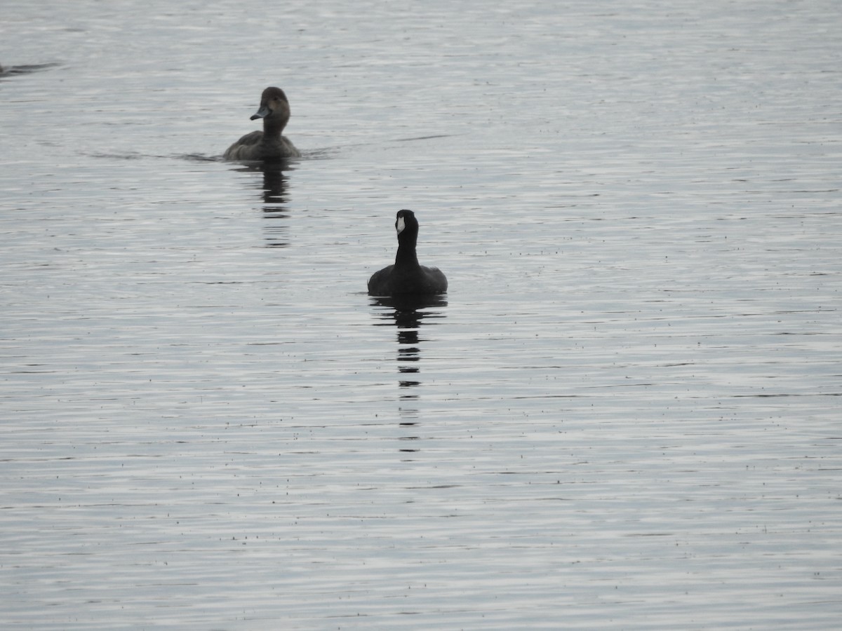 American Coot - Isaiah Craft