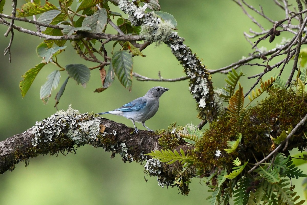 Sayaca Tanager - ML616869343