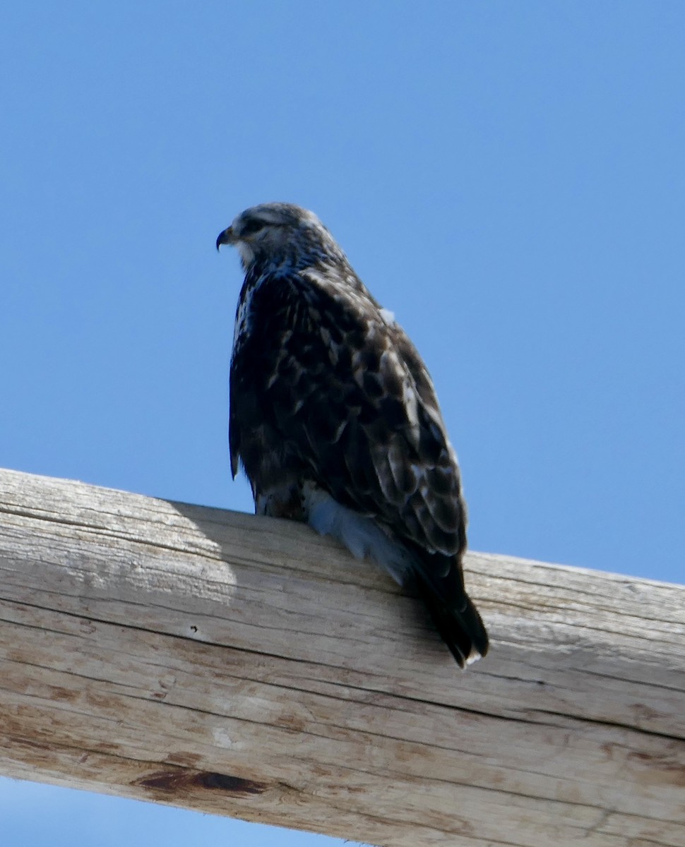 Rough-legged Hawk - Jim St Laurent