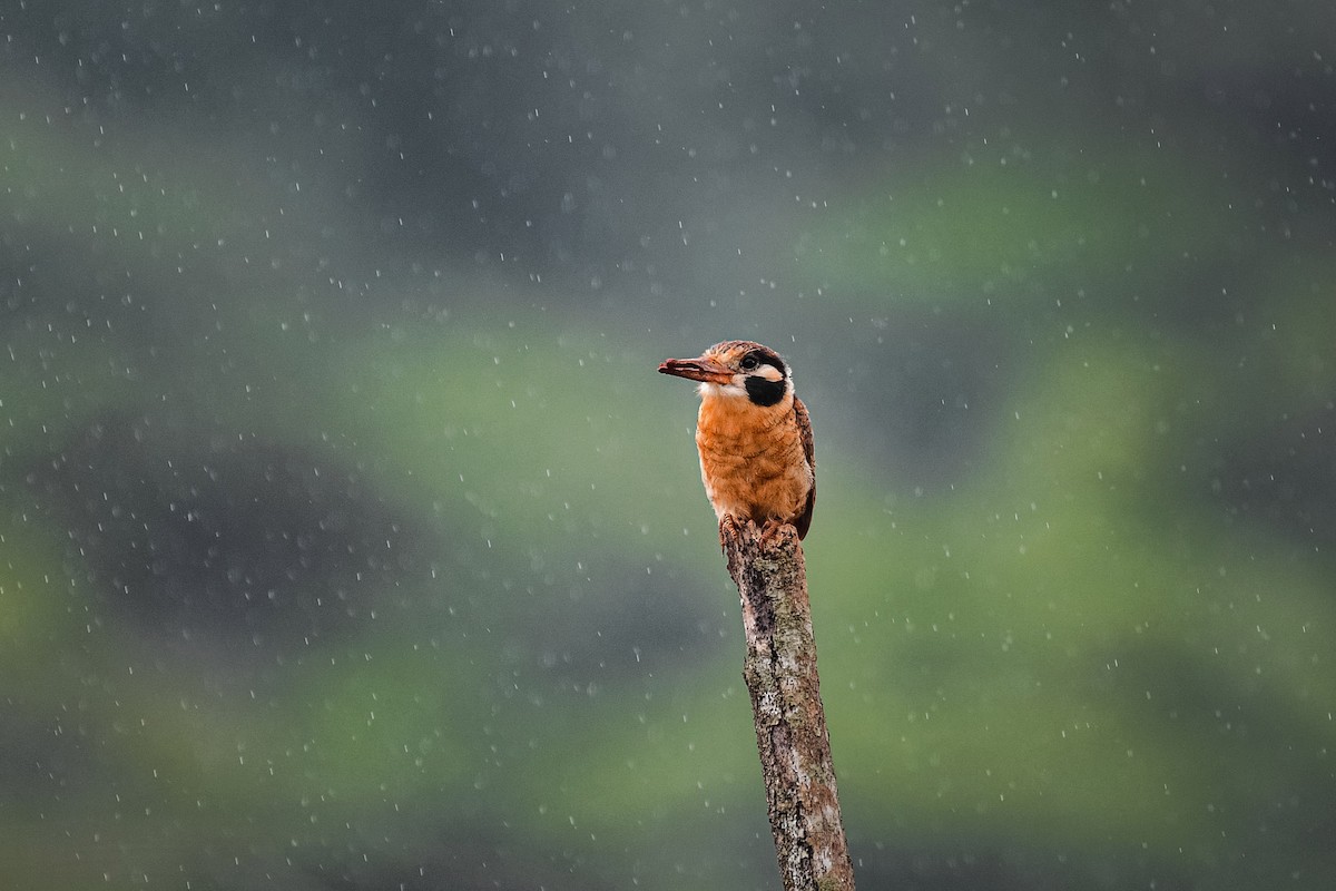 White-eared Puffbird - Mauricio  Silvera