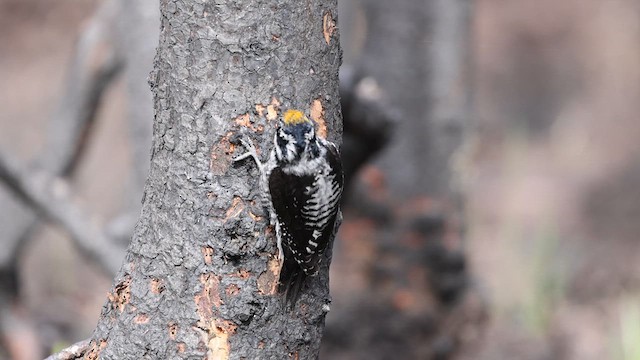 American Three-toed Woodpecker - ML616869354