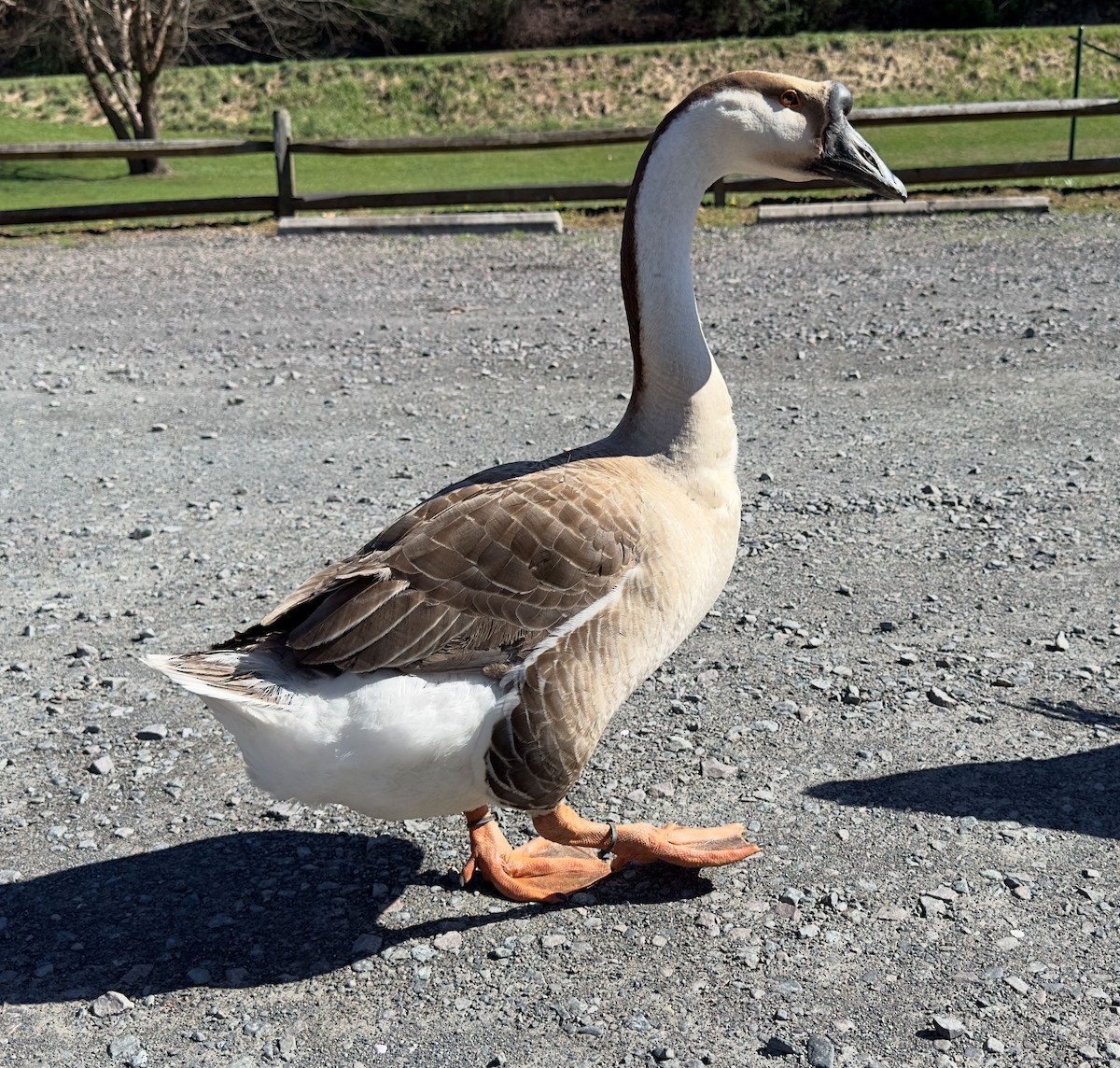 Domestic goose sp. (Domestic type) - ML616869387