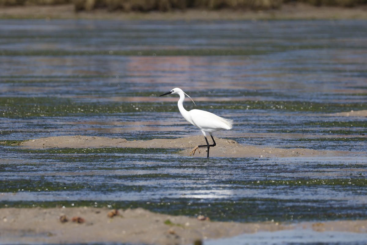 Little Egret - ML616869396