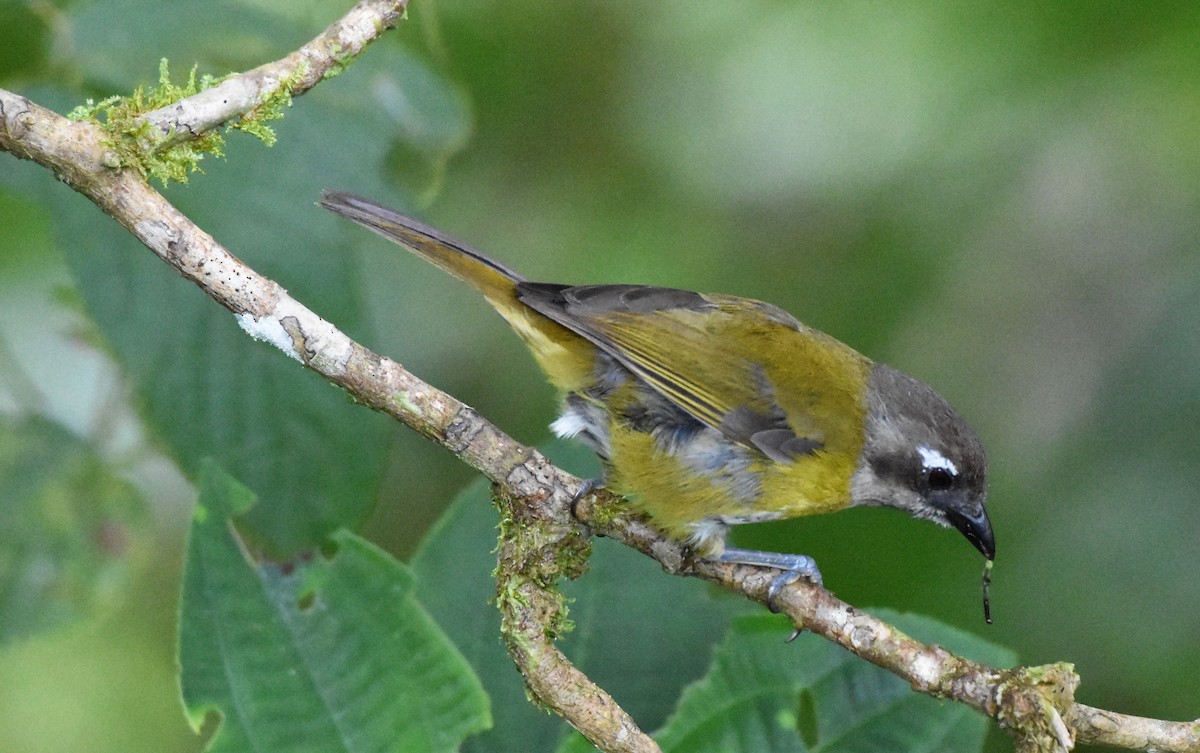 Common Chlorospingus (Middle America) - Chris Rohrer