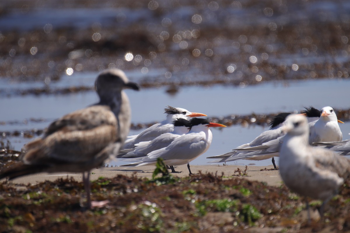 Royal Tern - ML616869419