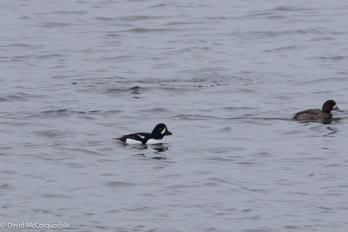 Barrow's Goldeneye - ML616869439