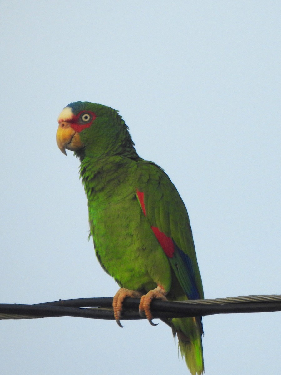 White-fronted Parrot - ML616869491