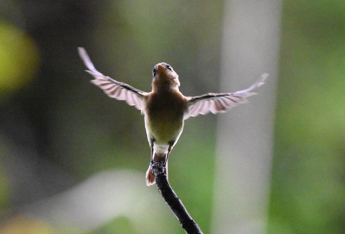 Tufted Flycatcher - Chris Rohrer