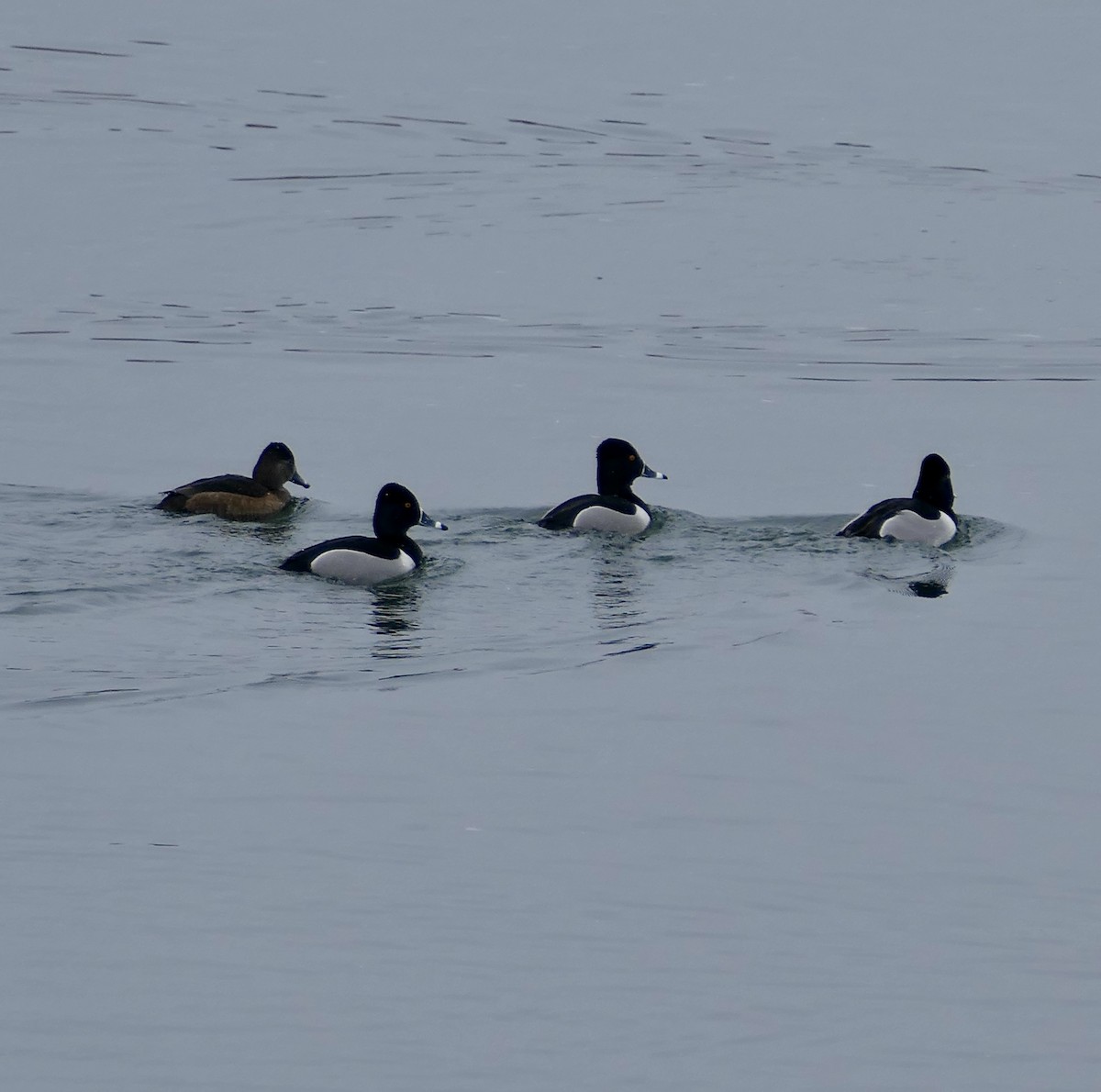 Ring-necked Duck - ML616869653