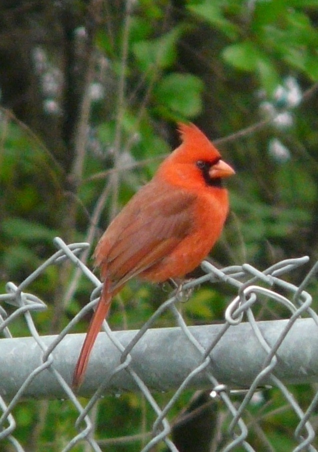 Cardinal rouge - ML616869655