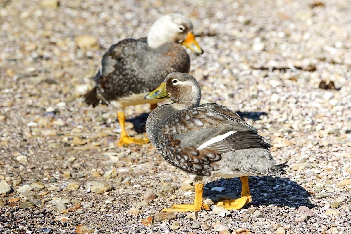 White-headed Steamer-Duck - Georgina Whitney