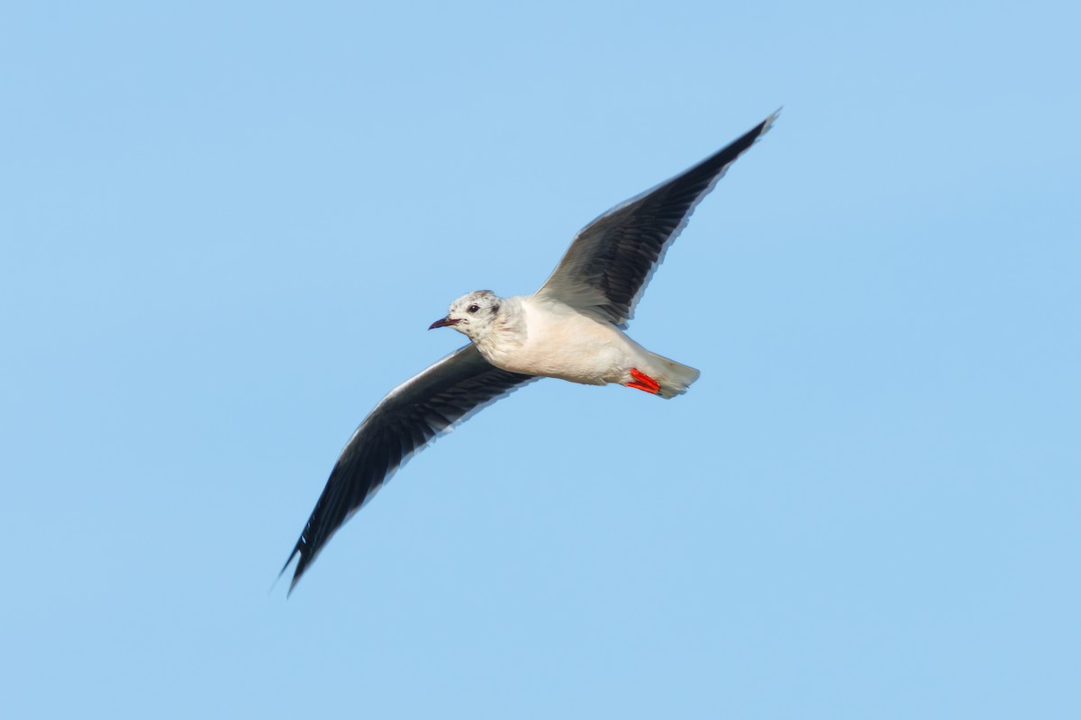 Little Gull - Olaf Solbrig