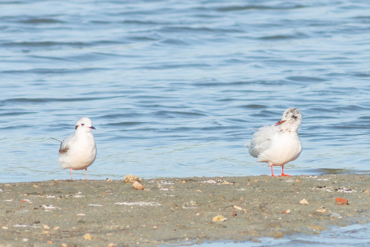 Gaviota Enana - ML616869710