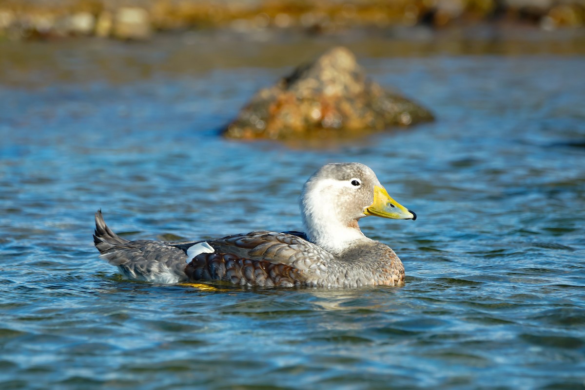 White-headed Steamer-Duck - Georgina Whitney