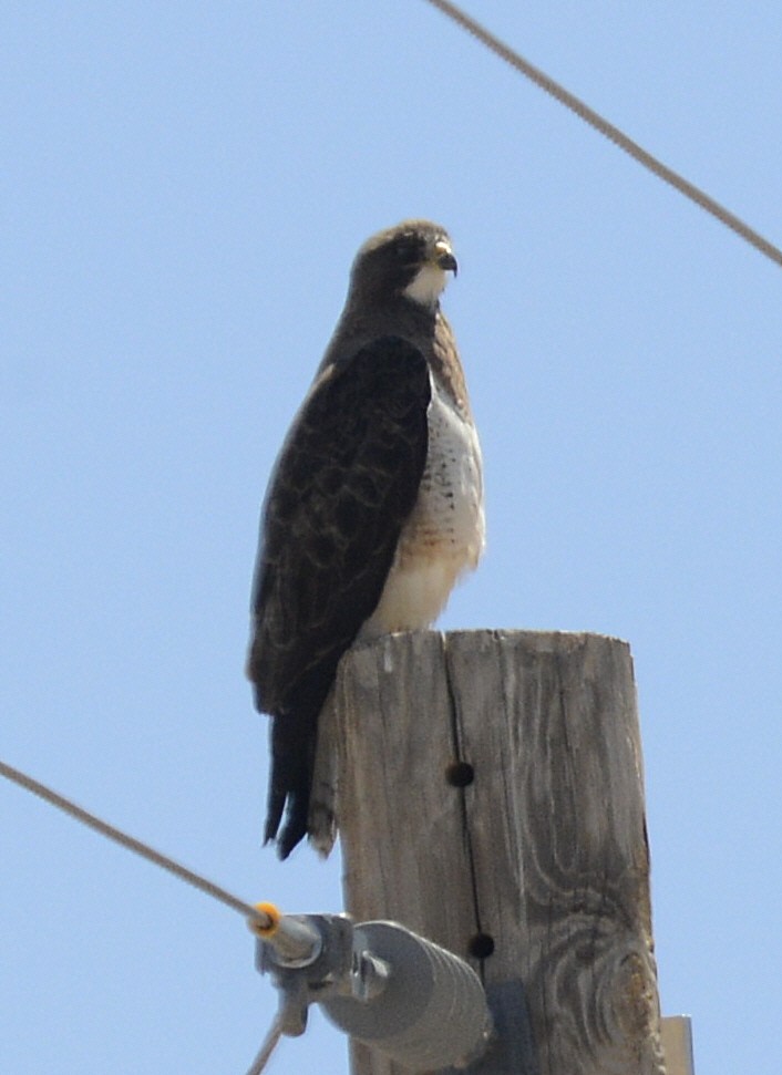 Swainson's Hawk - ML616869749