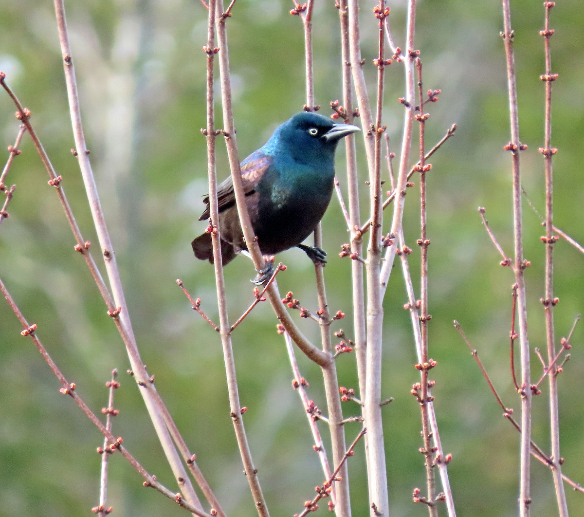 Common Grackle - ML616869792