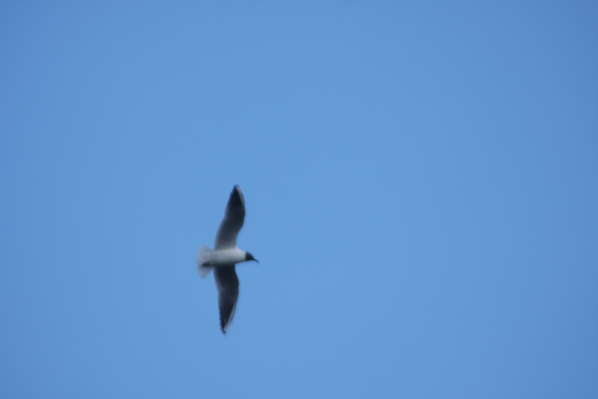 Black-headed Gull - ML616869847