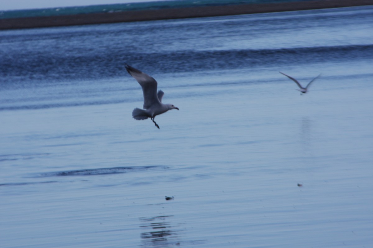 Audouin's Gull - ML616869850