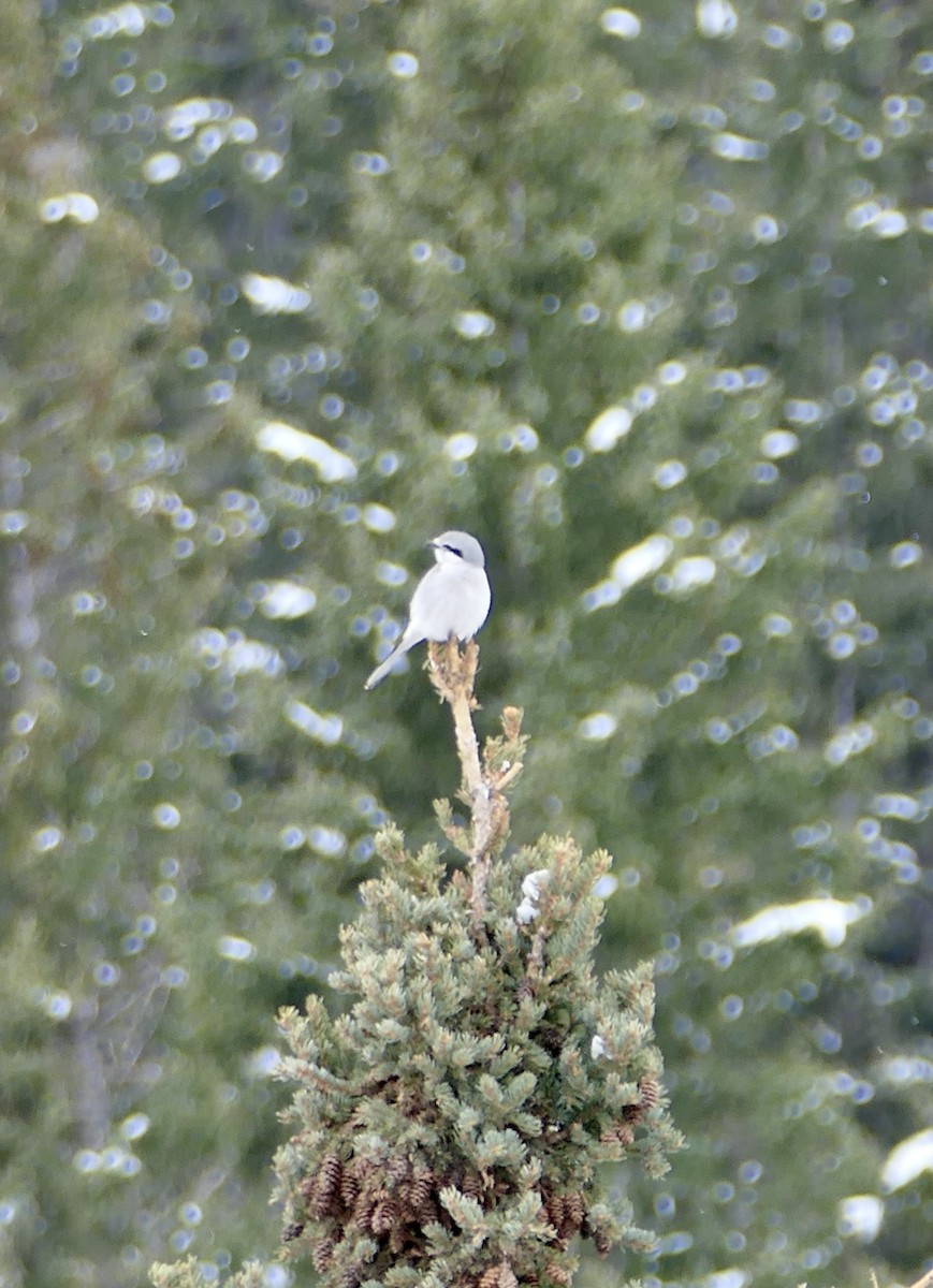 Northern Shrike - ML616869892