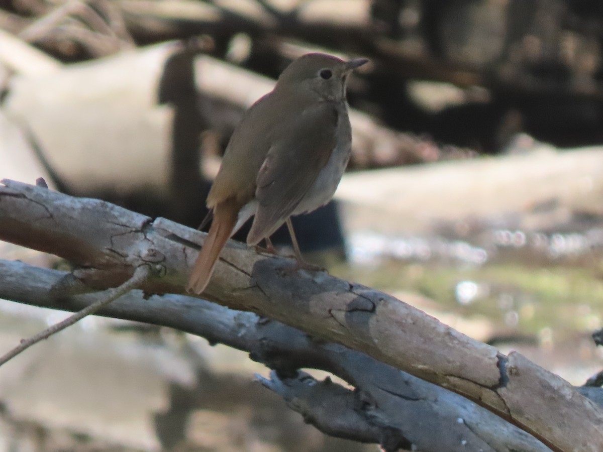 Hermit Thrush - Edana Salisbury