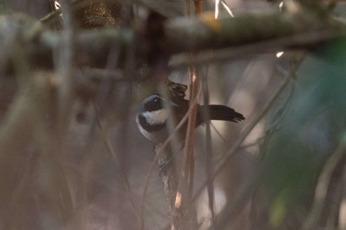 Sierra Nevada Brushfinch - ML616869901